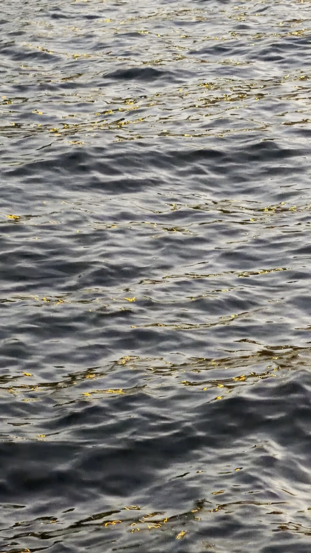 The surface of the Seine at dusk, dark water catching the last gold reflections of the evening.